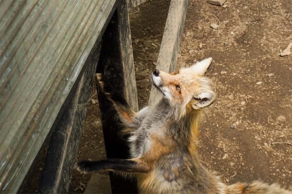 Renard