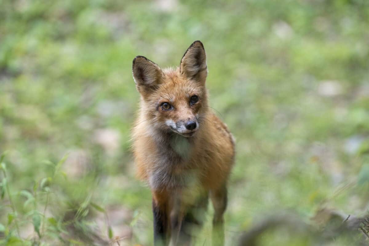 Renard