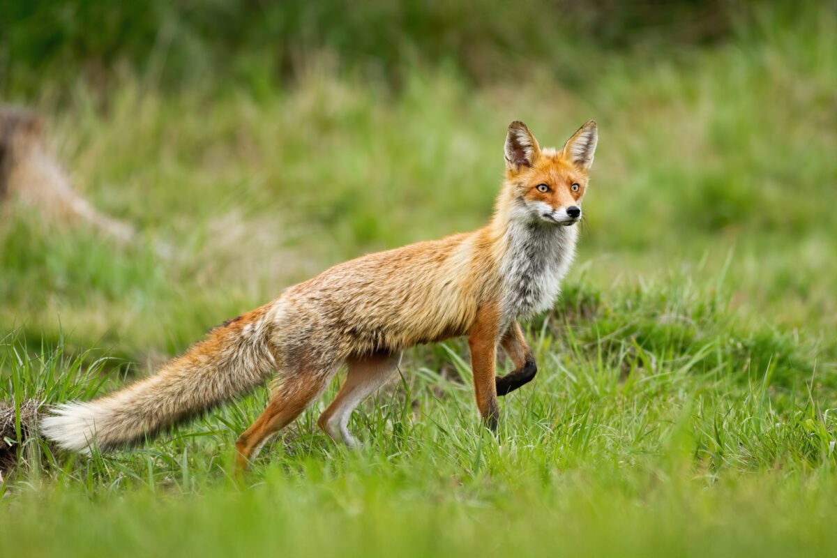 Renard roux
