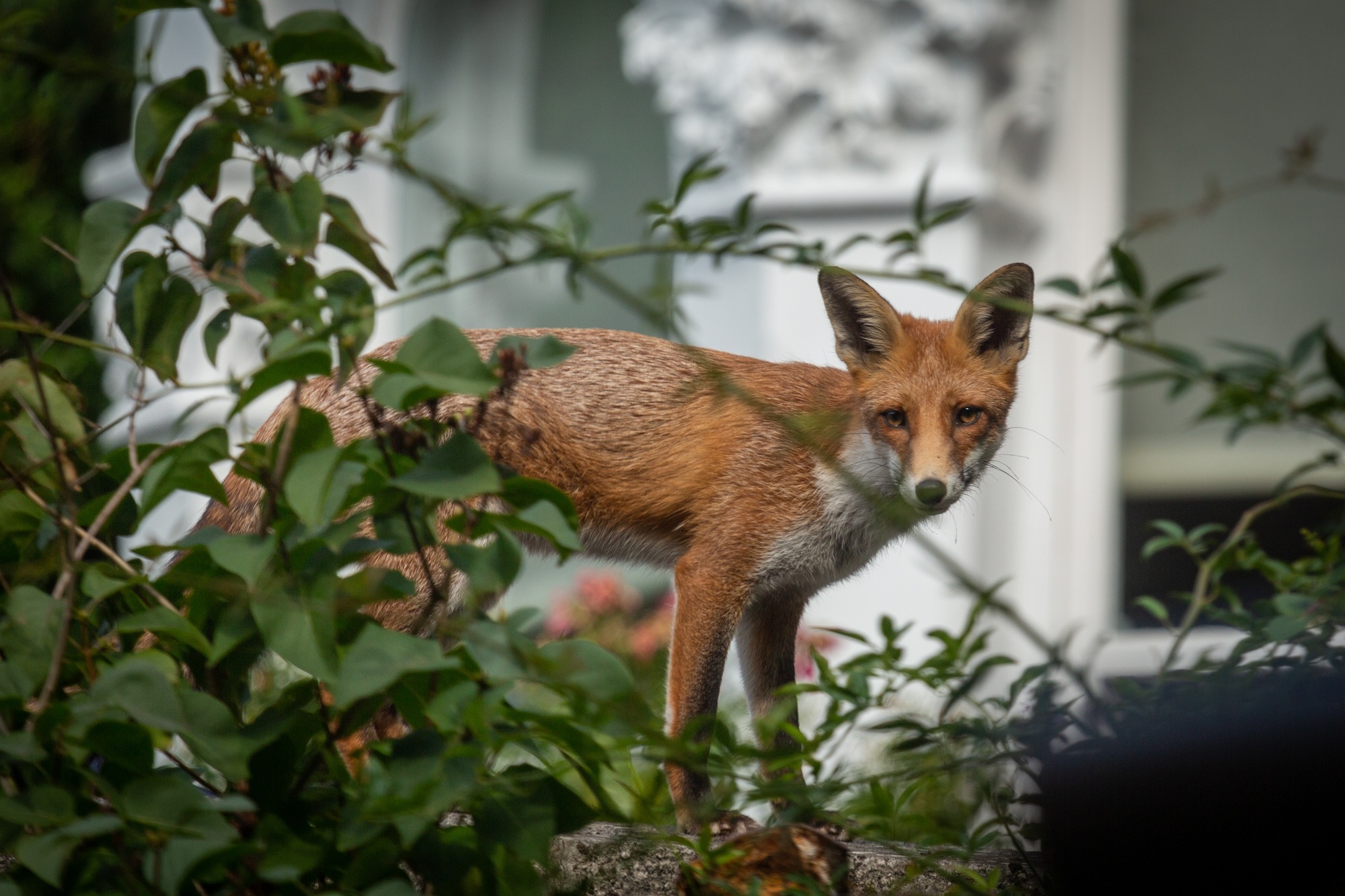 Renard