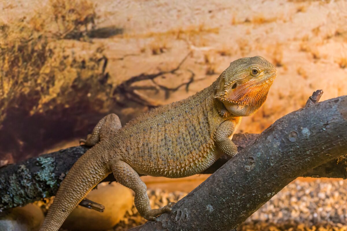 Reptile Iguane lézard