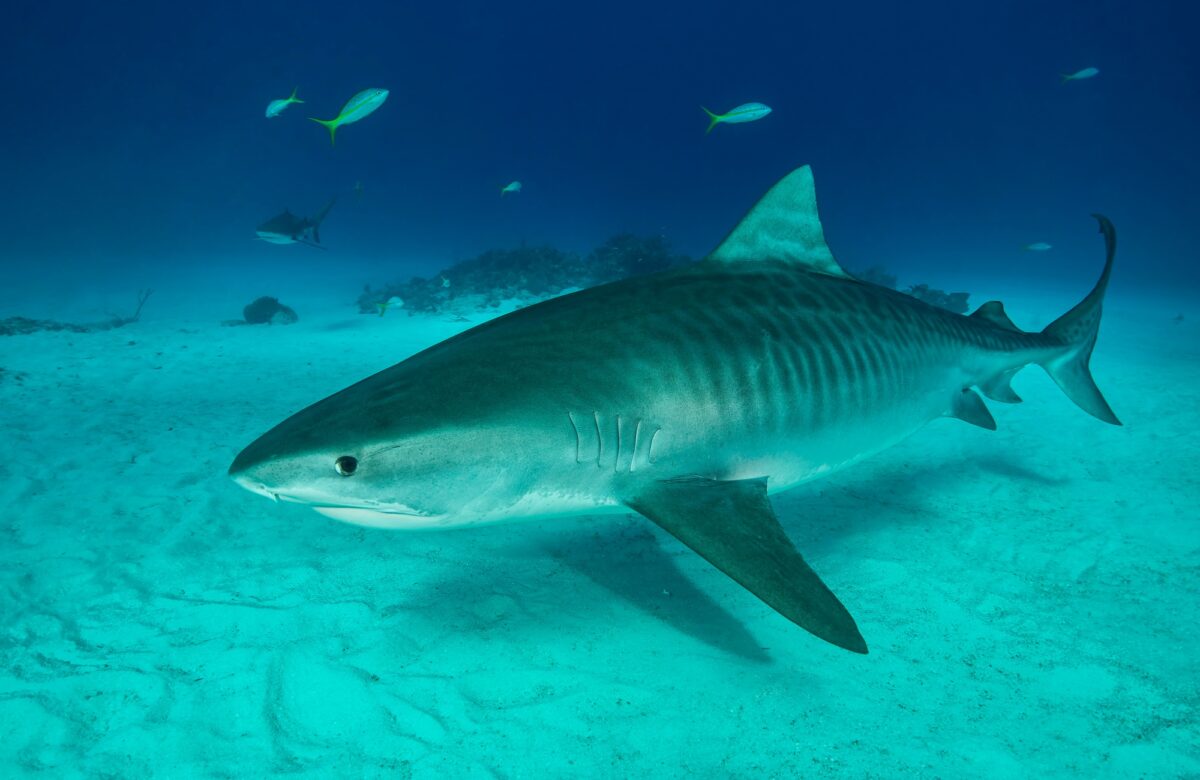 Requin tigre nageant sur le fond marin, Tiger Beach, Bahamas