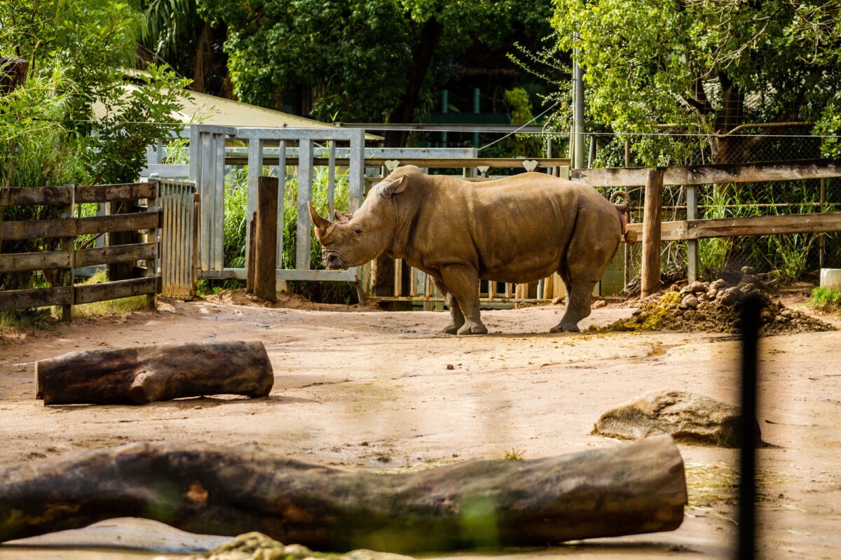 Rhinocéros dans son habitat dans un zoo