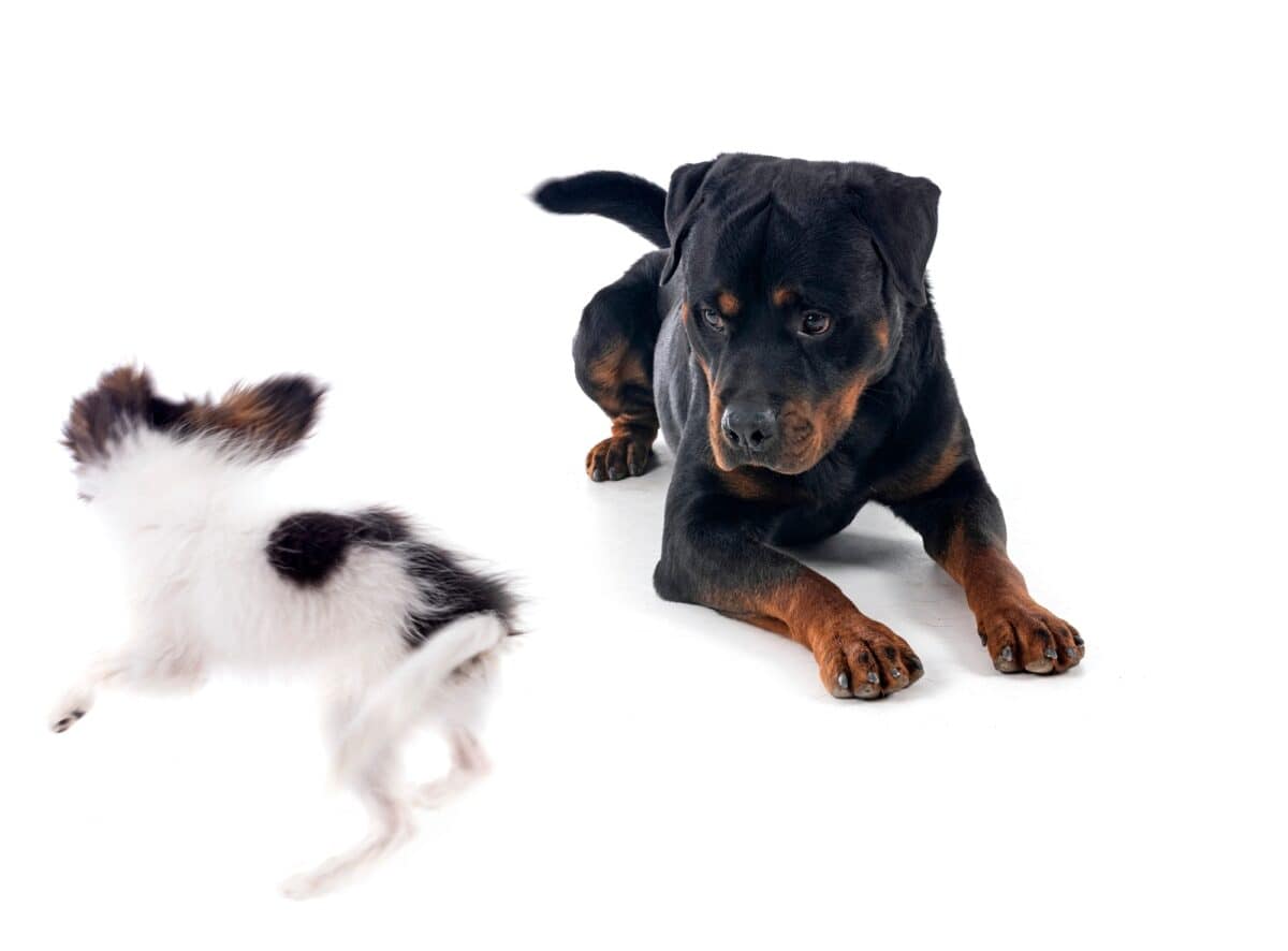 rottweiler and papillon dog in studio