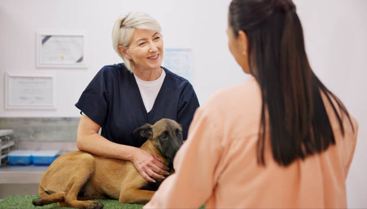 Healthcare, dog and vet with woman owner for consultation, visit or pet insurance. Animal, wellness