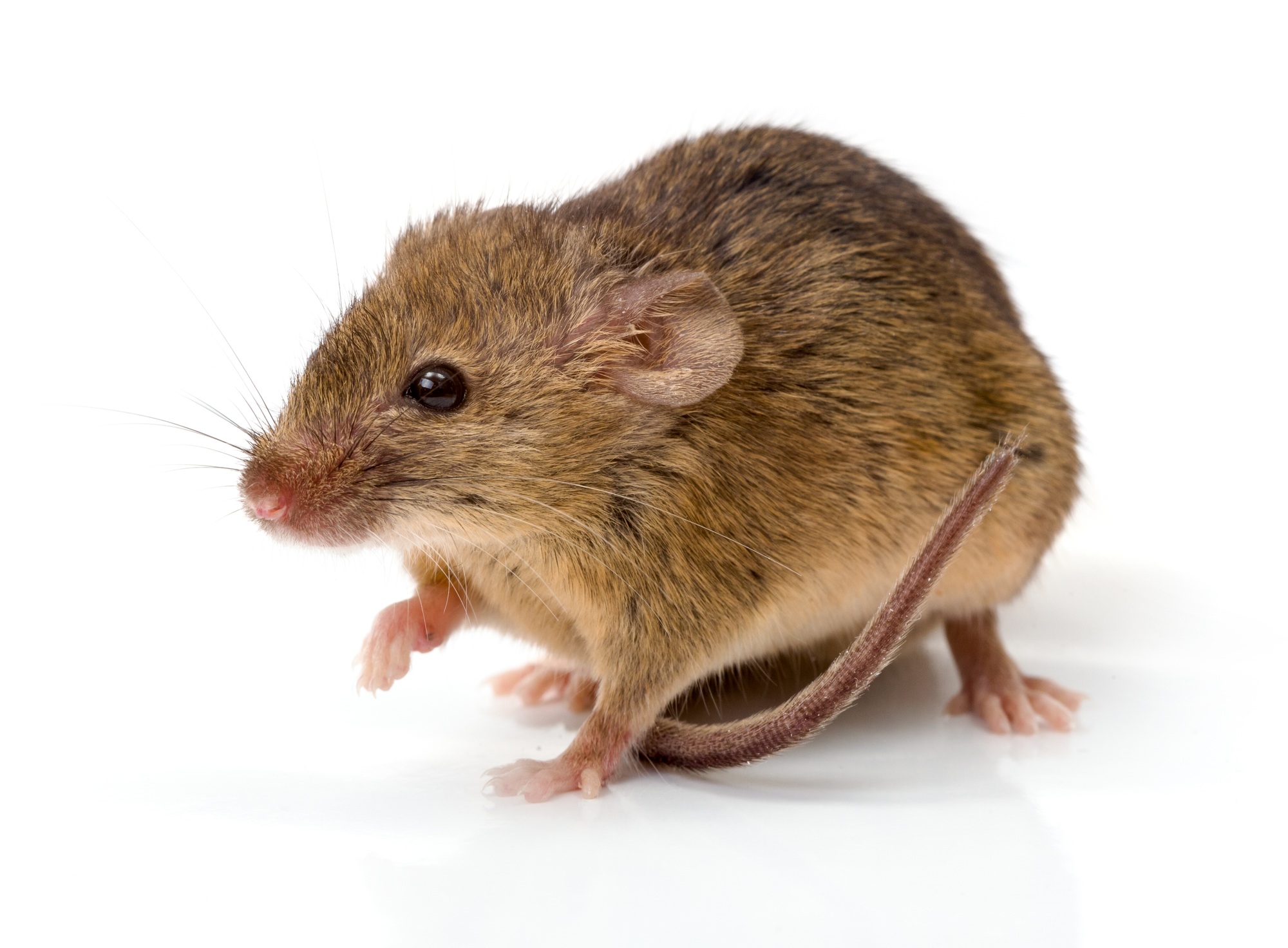 Souris domestique (Mus musculus)