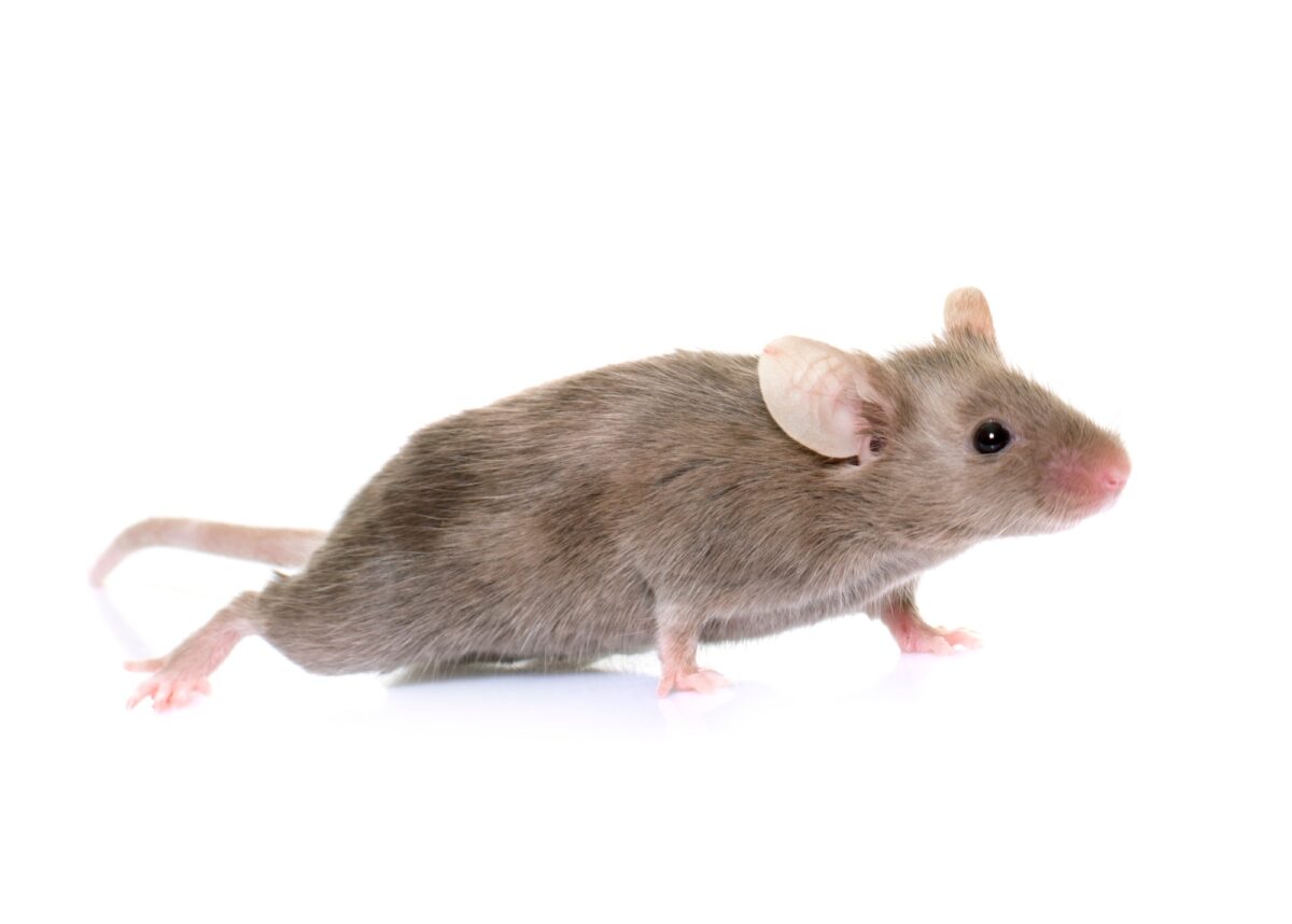 gray mouse in studio