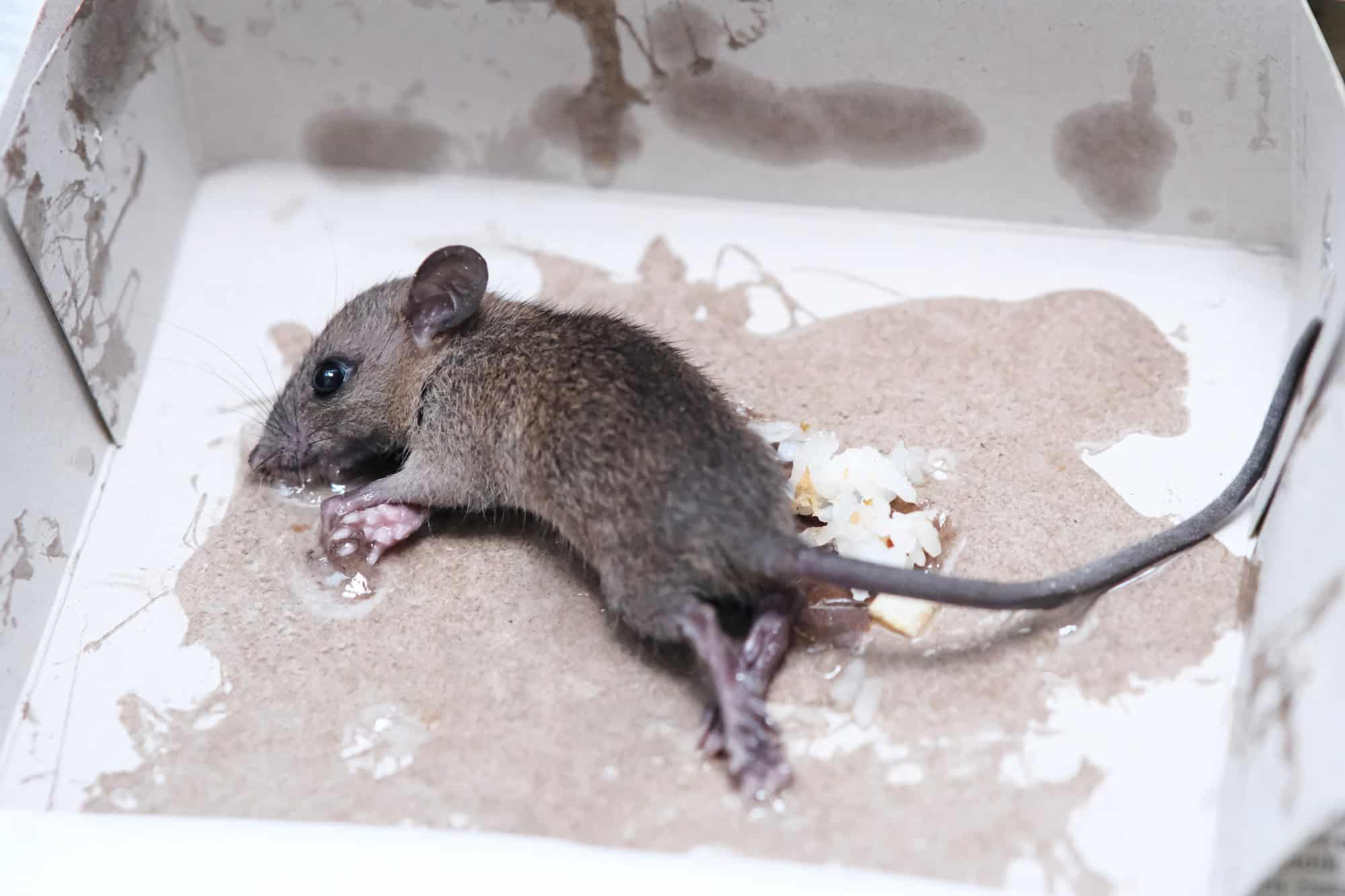 Souris rat ou souris piégées sur la colle de la souricière