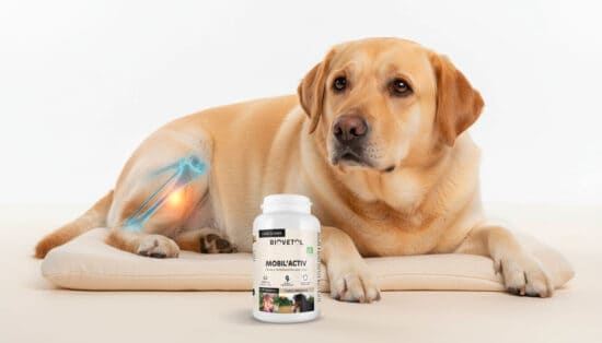 Surpoids : le coupable caché des problèmes d'articulation chez votre animal !