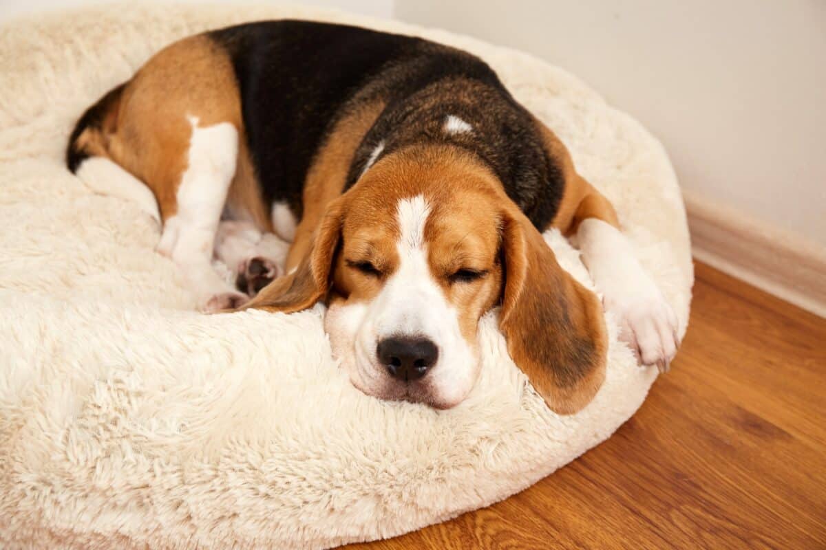 Chien beagle sur un oreiller moelleux