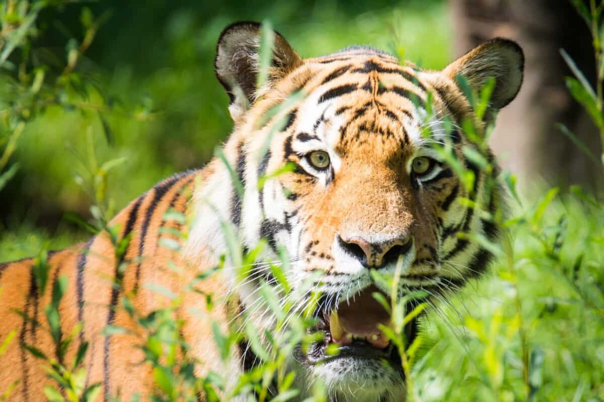 Tigre de Sibérie sauvage dans la jungle