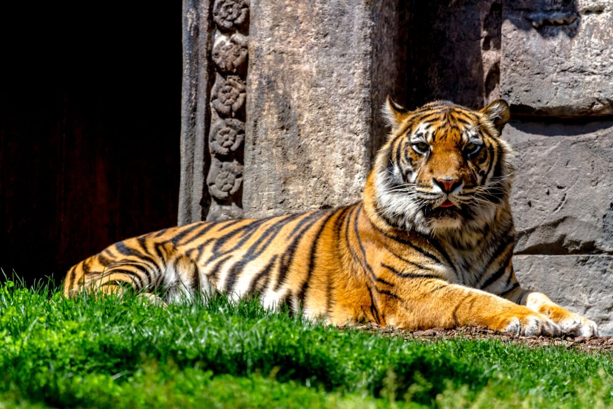 Tigre du Bengale