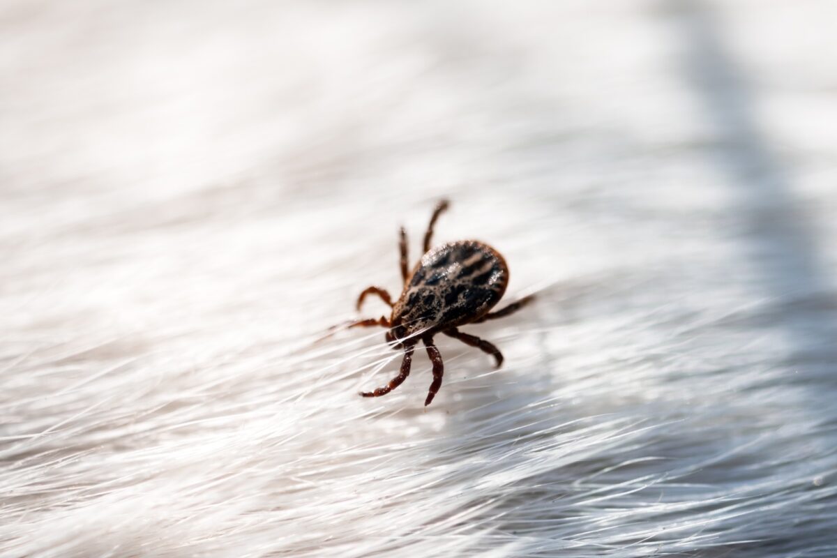 Tique acarien arachnide