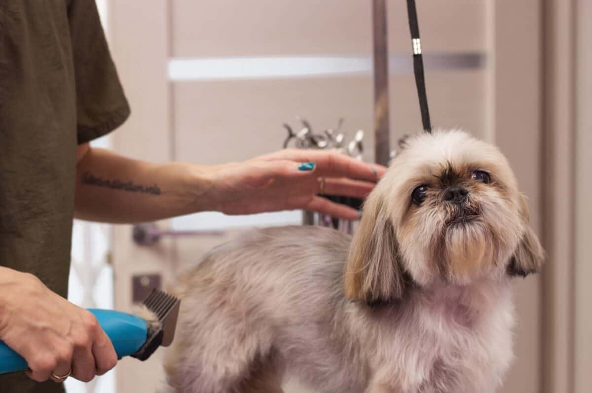 Toilettage d'un chien