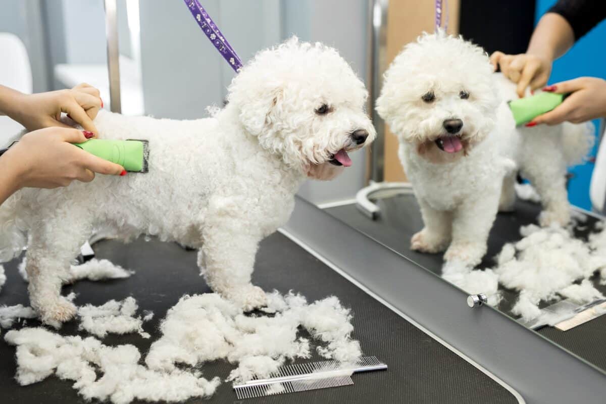 Toiletteur taillant un petit chien Bichon Frise à l'aide d'une tondeuse électrique.