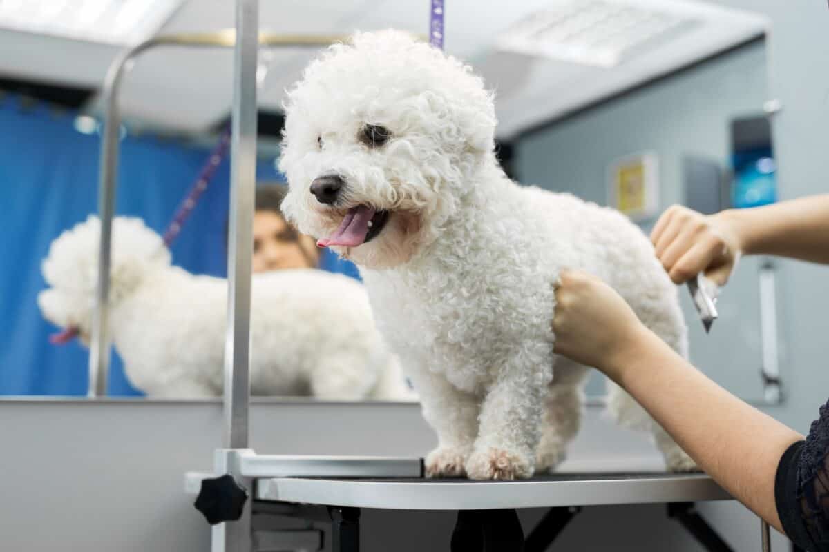 Toiletteuse peignant un chien Bichon Frisé