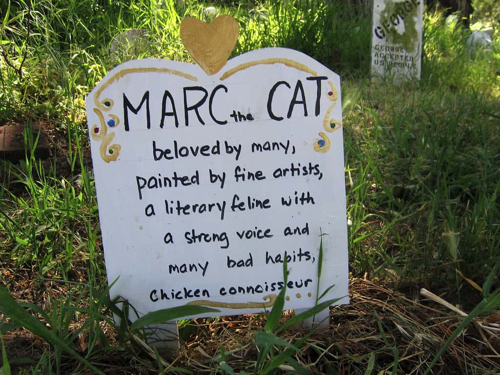 Tombe pour chat