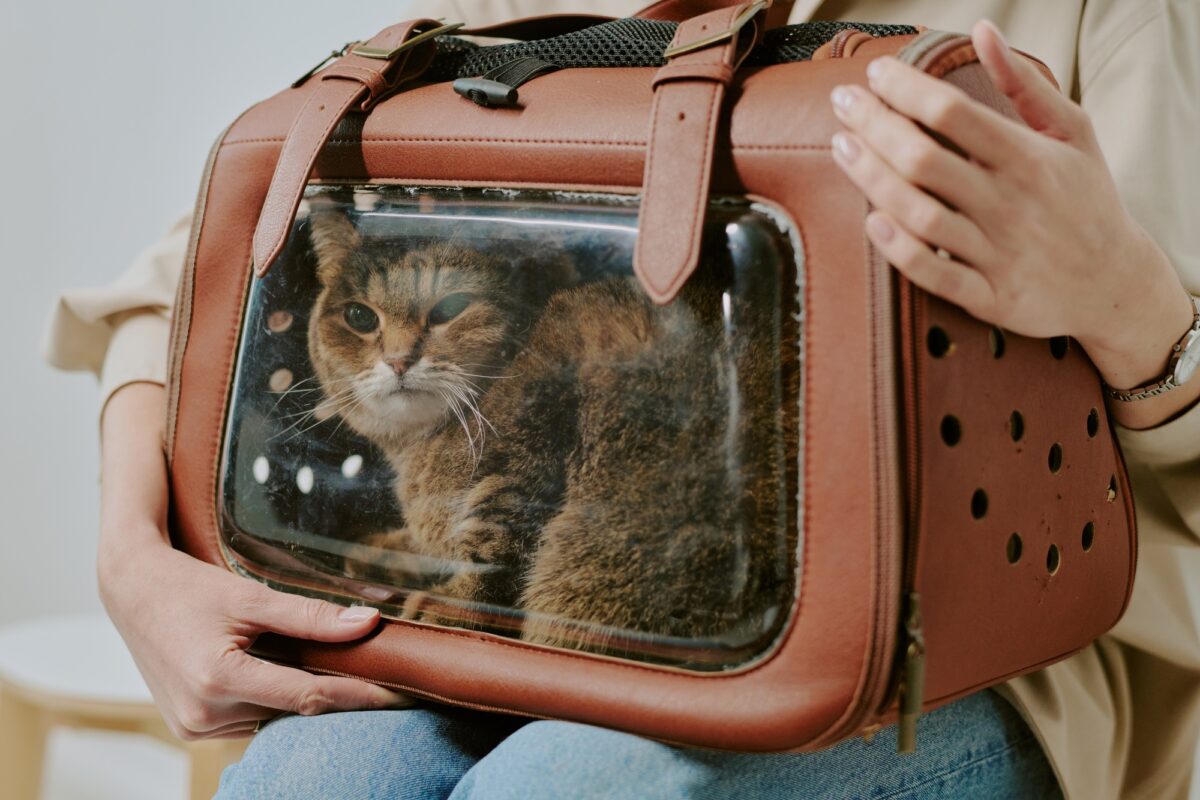Chat dans son sac de transport