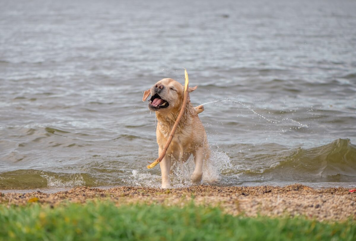Labrador