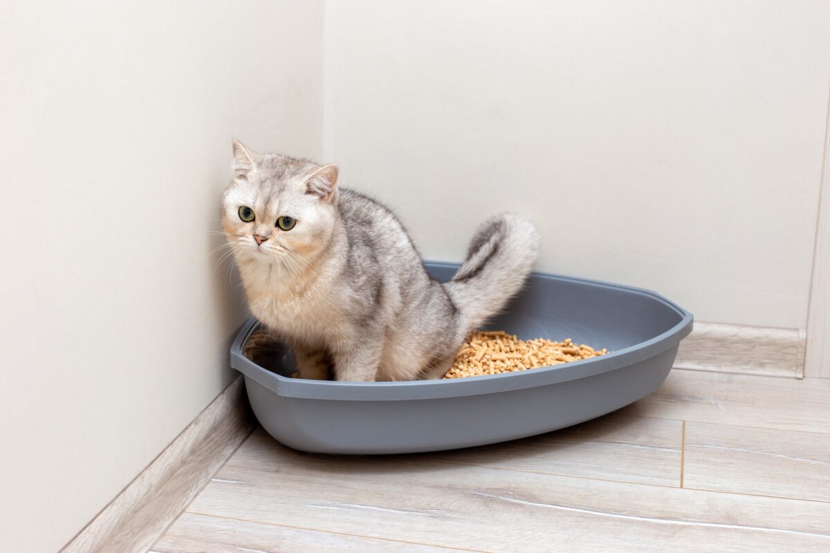 Un beau chat gris britannique défèque dans une grande litière triangulaire grise en plastique.
