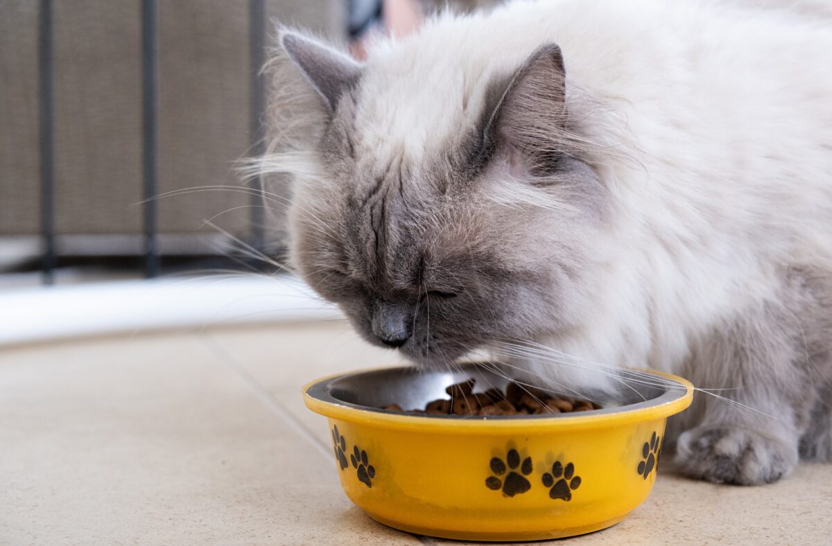 Un beau chat mange de la nourriture sèche dans un bol