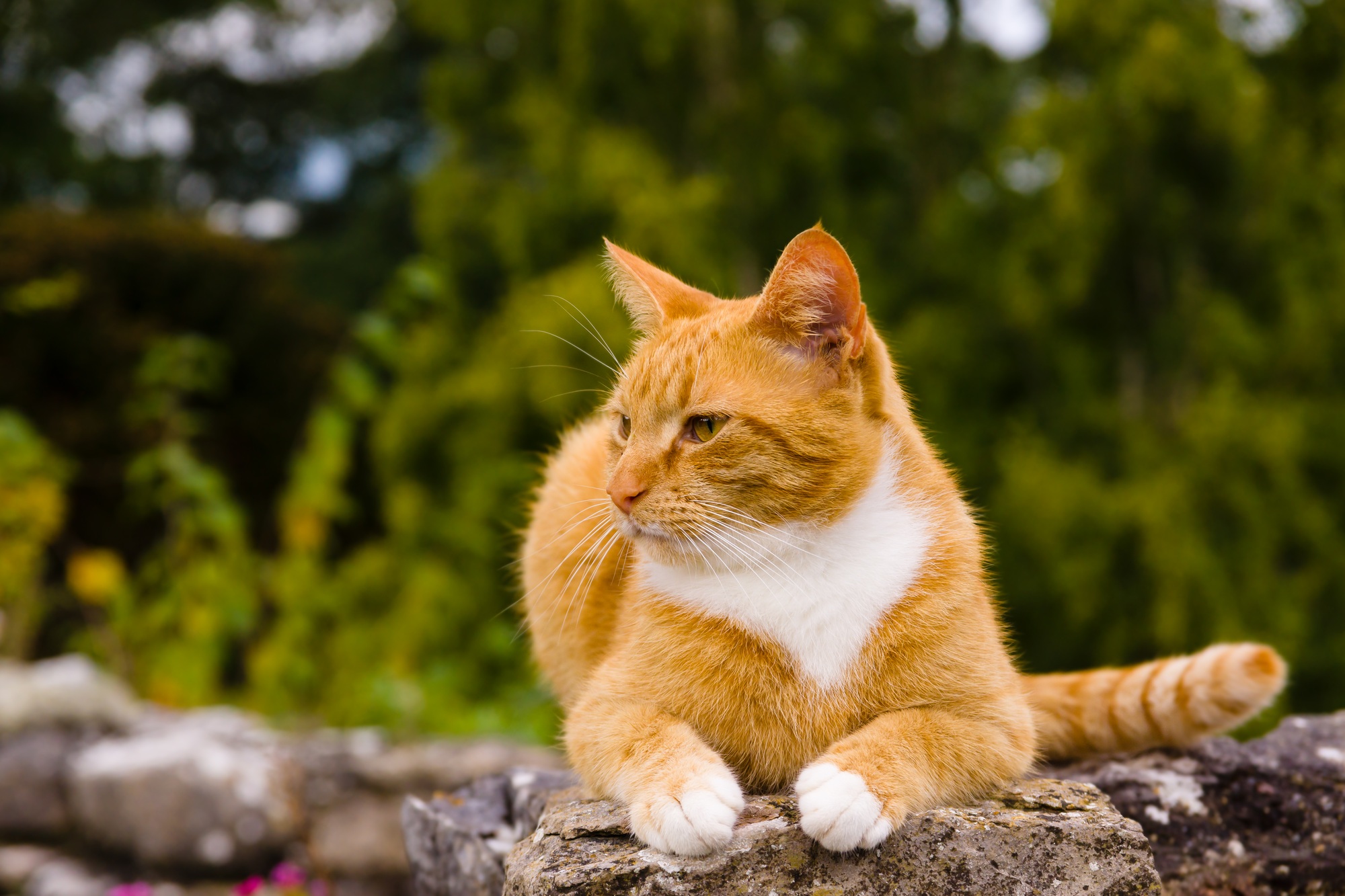 Chat roux dans le jardin