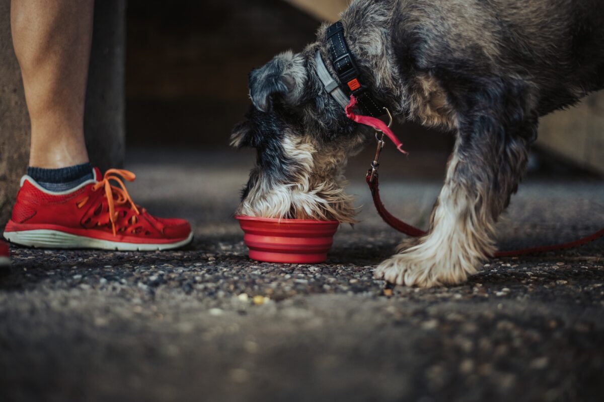 Bol portable pour l'eau pour chien