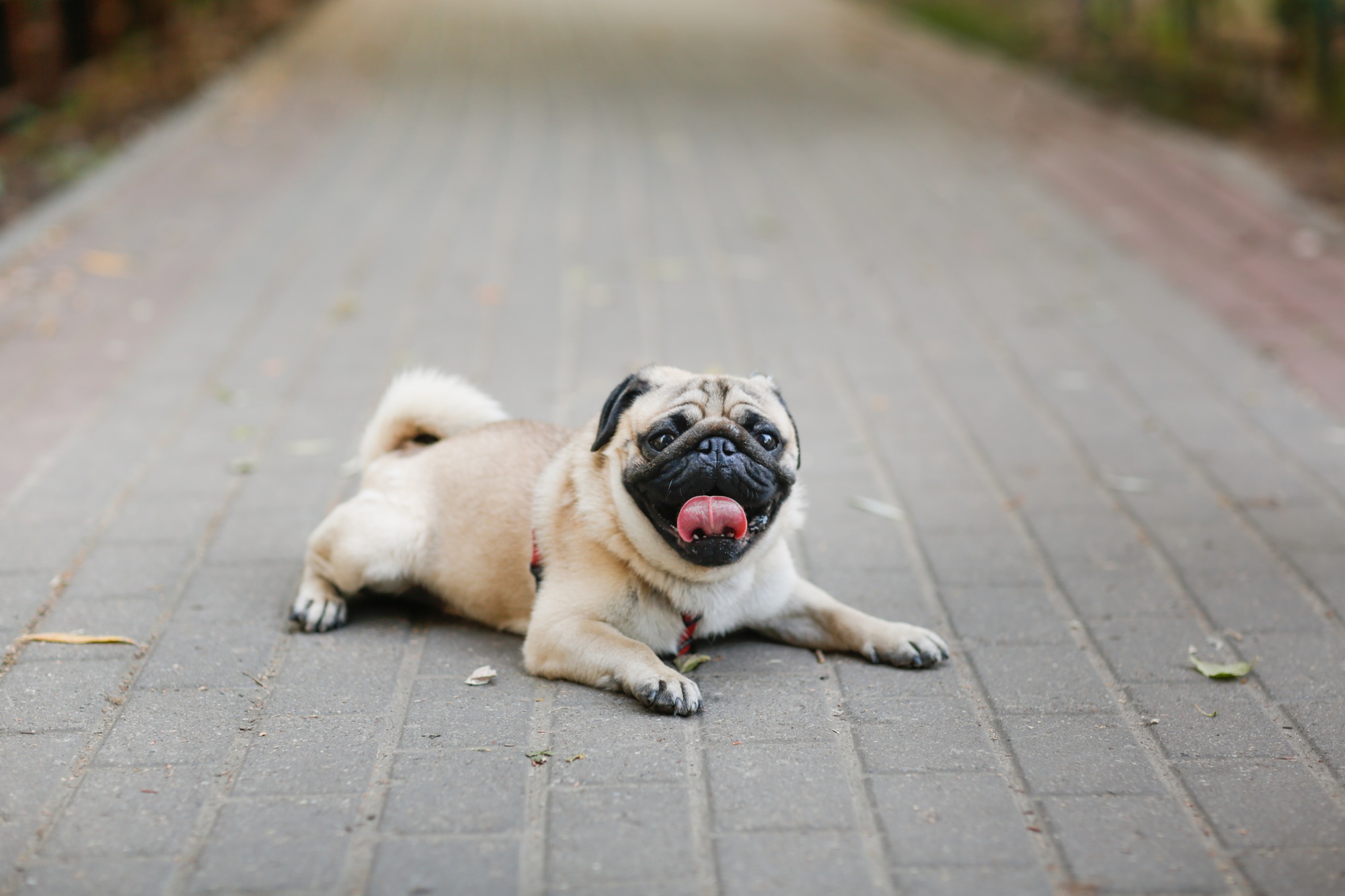 un carlin mignon se repose sur le trottoir dans la chaleur de l'été, chien en ville avec la langue pendante