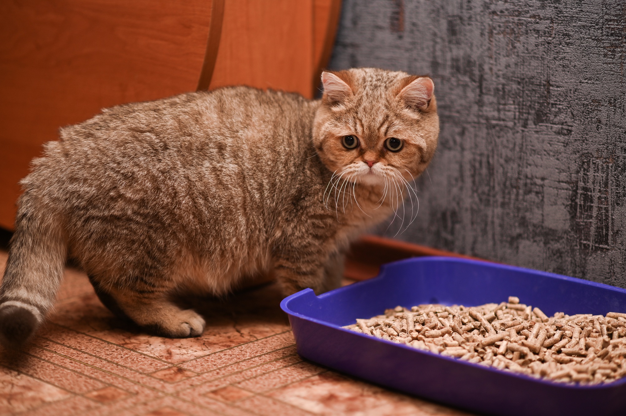 un chat avec une litière bleue. Il veut faire ses besoins