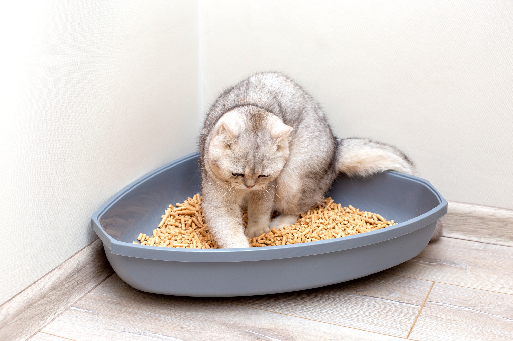 Un chat britannique gris creuse dans une grande litière triangulaire en plastique gris.