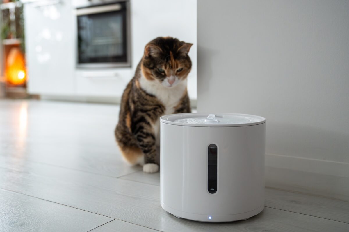Un chat curieux regarde la fontaine intelligente que ses maîtres lui ont achetée pour prévenir les maladies urinaires.