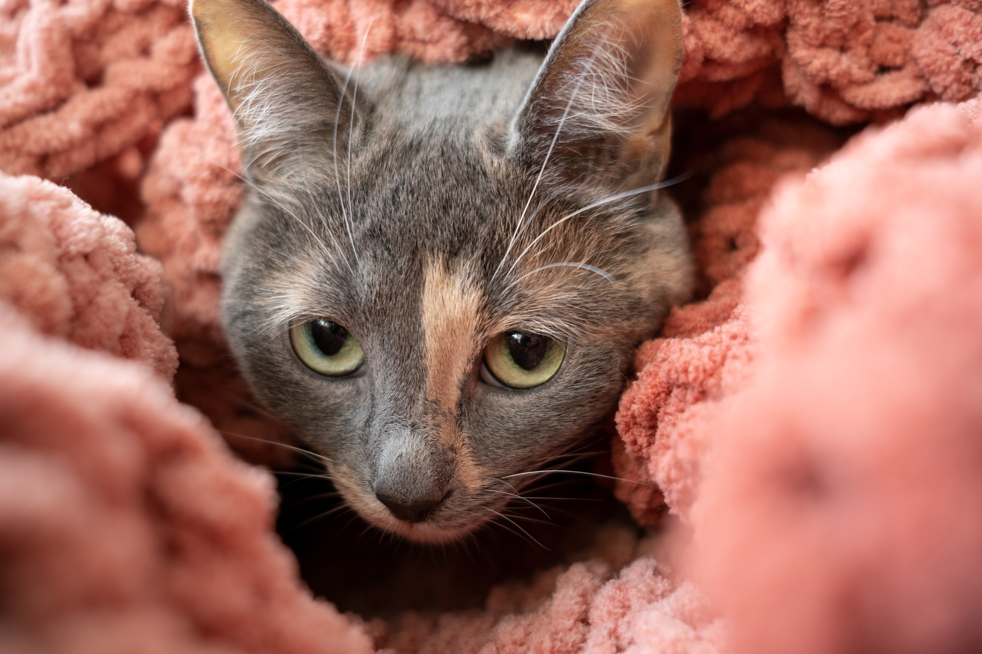 Un chat effrayé, enveloppé dans un tissu écossais doux et tricoté, regarde l'appareil photo avec méfiance.