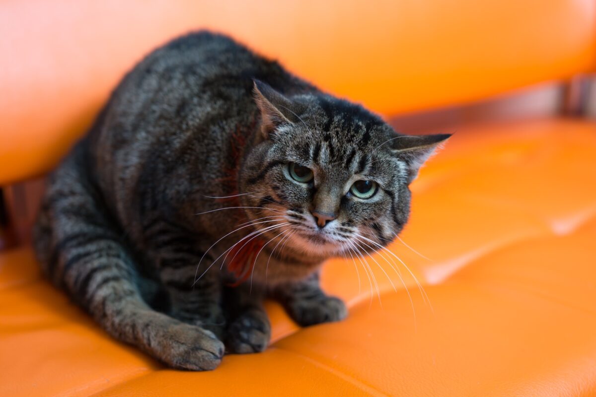 Un chat effrayé s'assoit sur le canapé