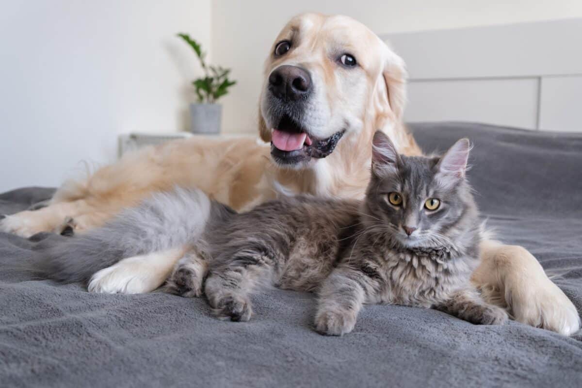 Chien et chat ensemble