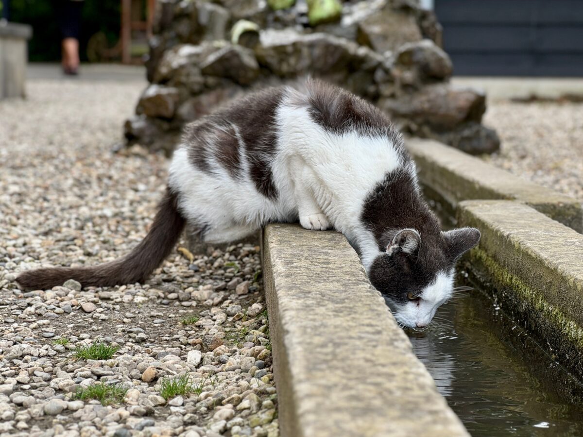 Un chat gris et blanc assoiffé boit dans un petit ruisseau