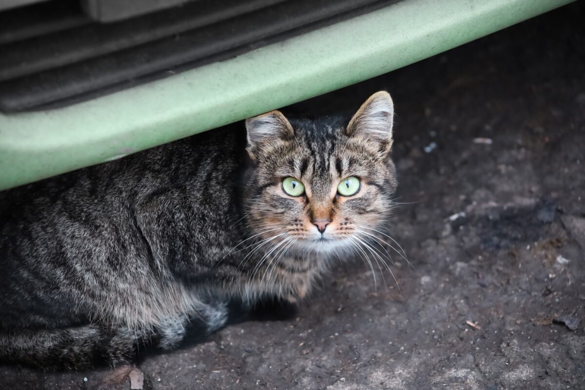 Chat gris sous le pare-chocs d'une voiture