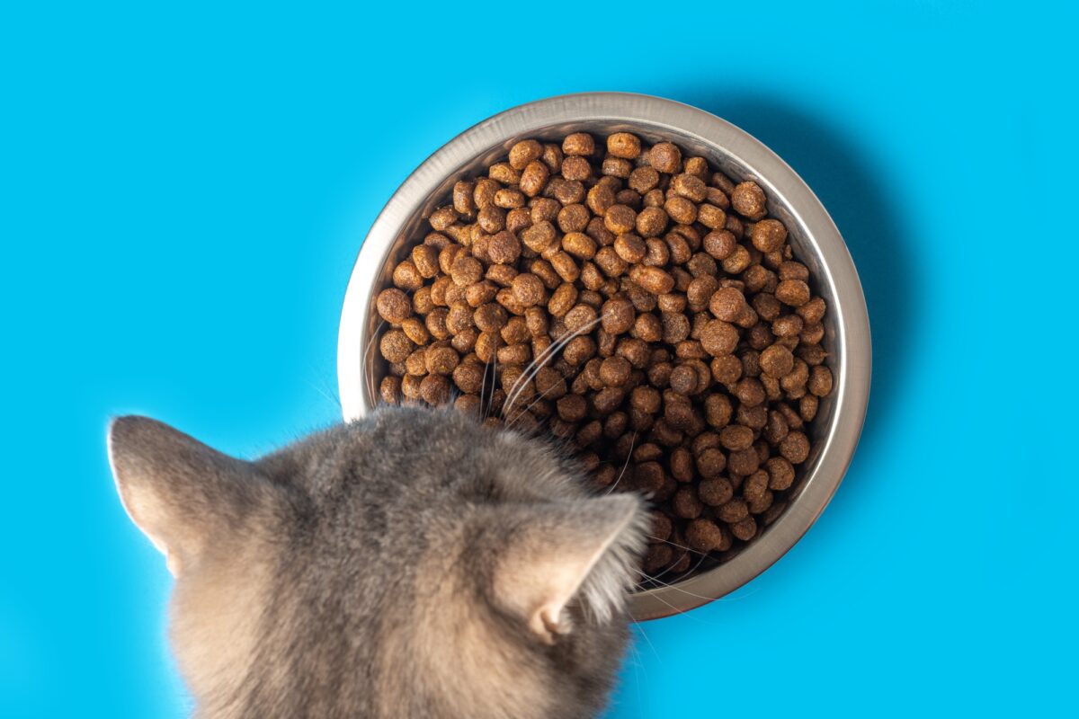 Un chat mangeant de la nourriture sèche pour animaux de compagnie dans un bol en métal sur fond bleu. Nourrir les chats avec de la nourriture sèche granulée.