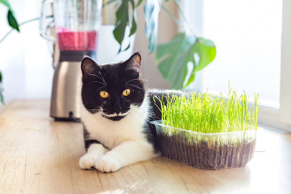 Un chat noir et blanc aux yeux jaunes est couché sur la fenêtre d'une cuisine. De l'herbe pour les chats.