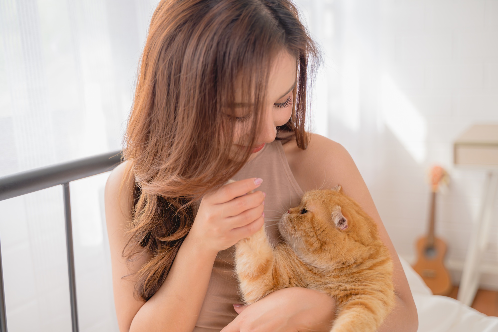 Adoption d'un chat