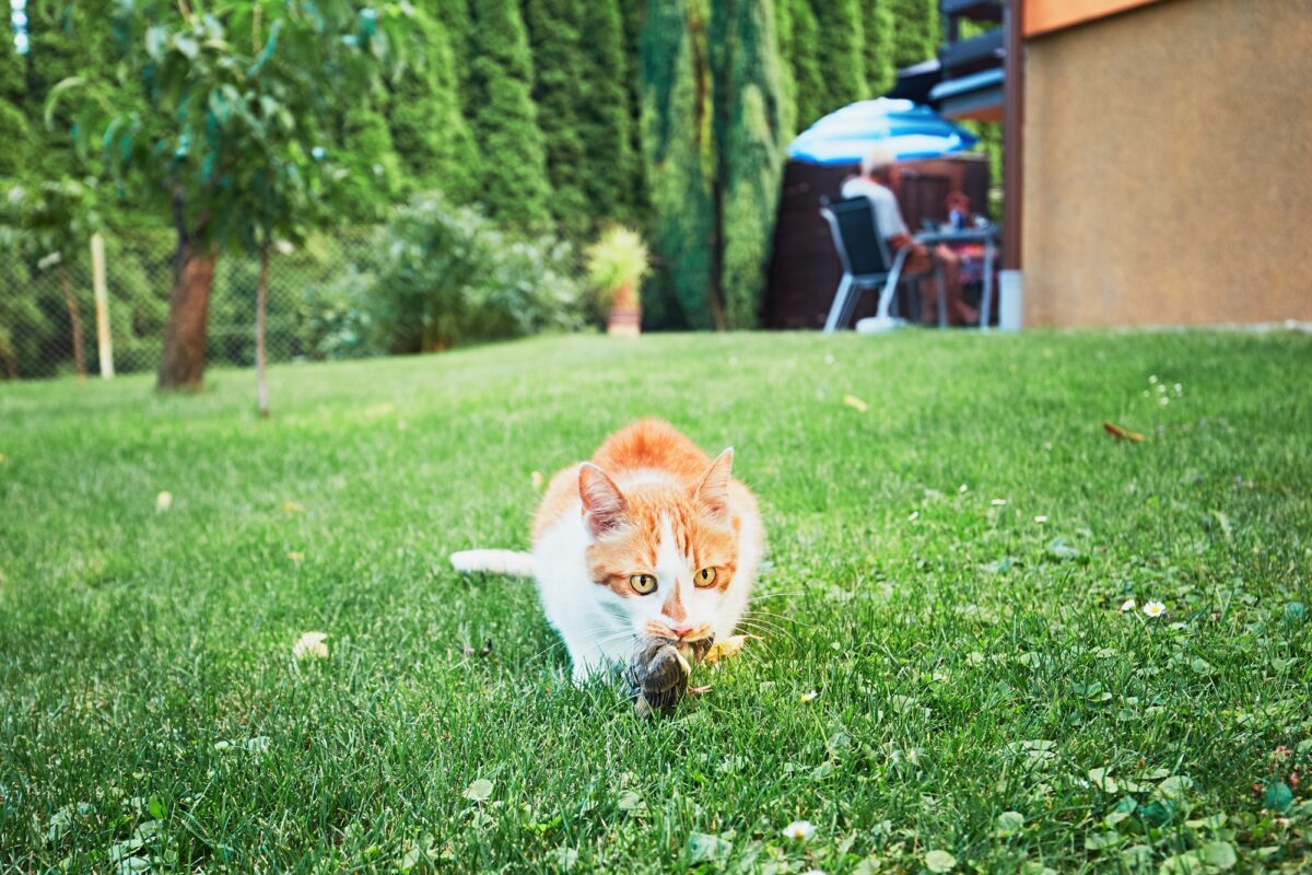 Un chat roux attrape un oiseau dans le jardin de la maison familiale.