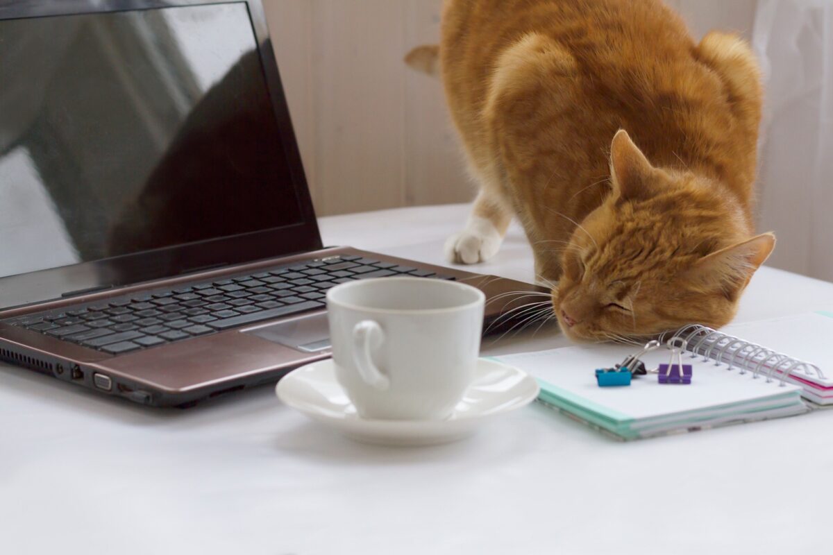 un chat roux est assis sur la table, ronronne et se frotte à l'ordinateur. à côté d'une tasse