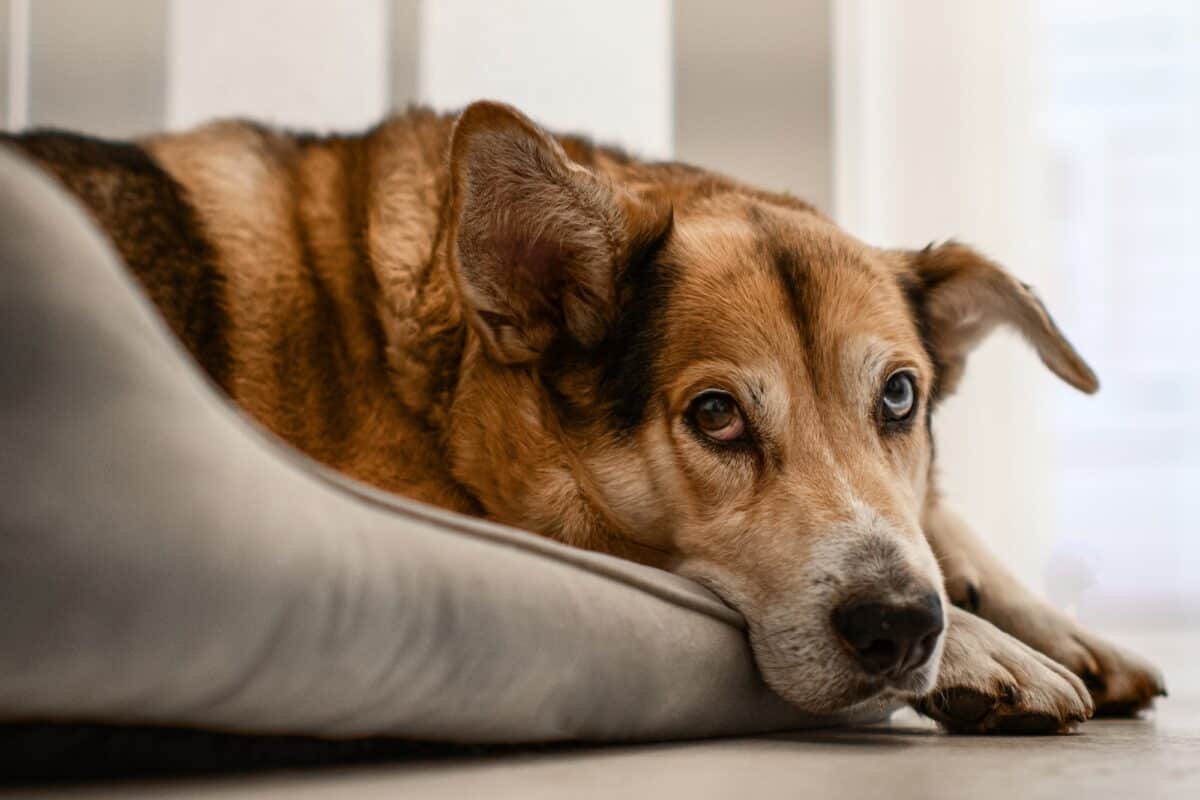 Un chien avec des yeux de couleurs différentes. Animal âgé.