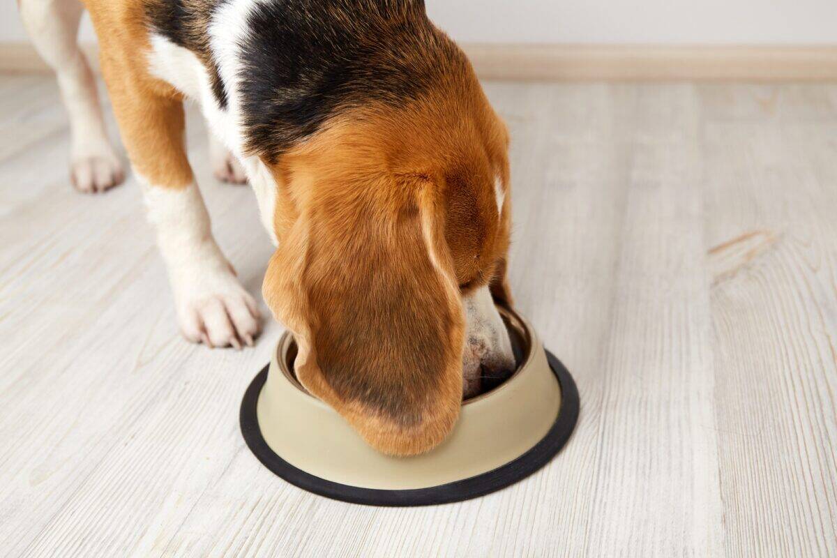 Un chien beagle mange des aliments secs dans une gamelle.