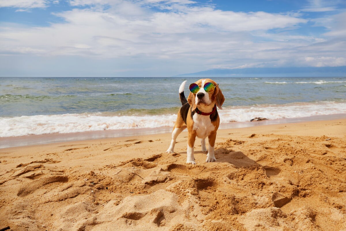 Chien Beagle sur la plage