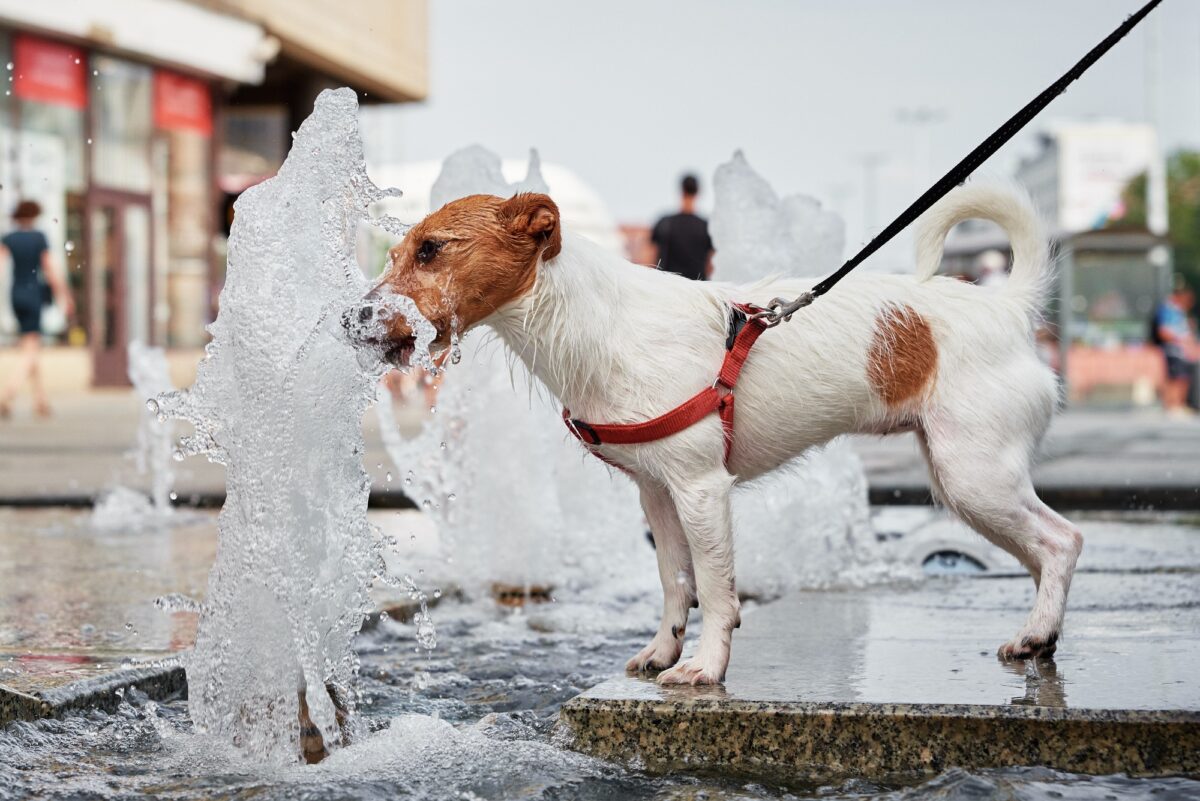 Un chien boit l'eau d'une fontaine