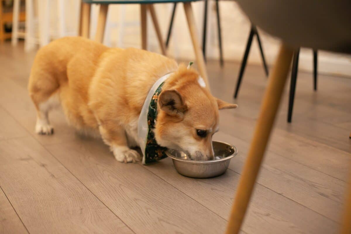 Un chien Corgi mange dans un café accueillant les chiens