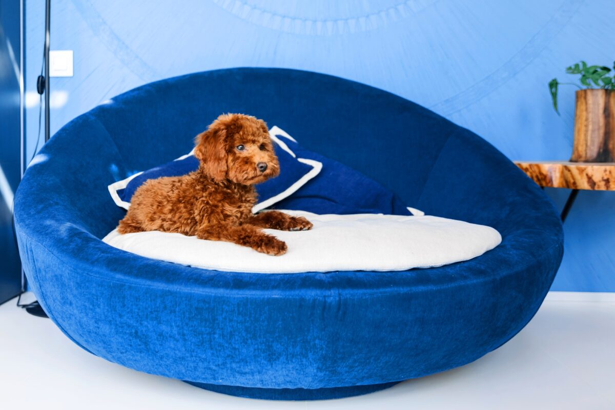Un chien dans un lit bleu avec un oreiller bleu