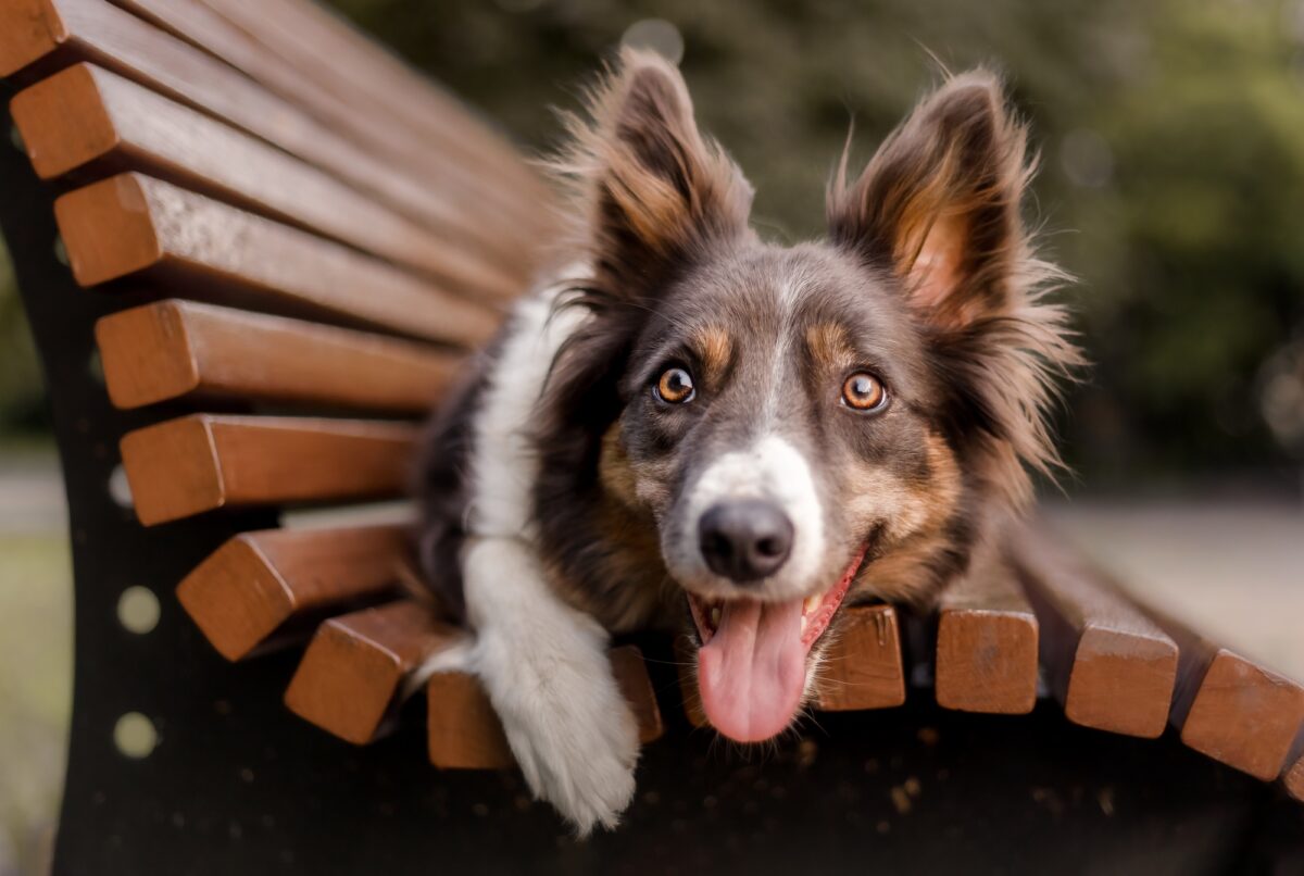 Un chien de race border collie est couché sur un banc.