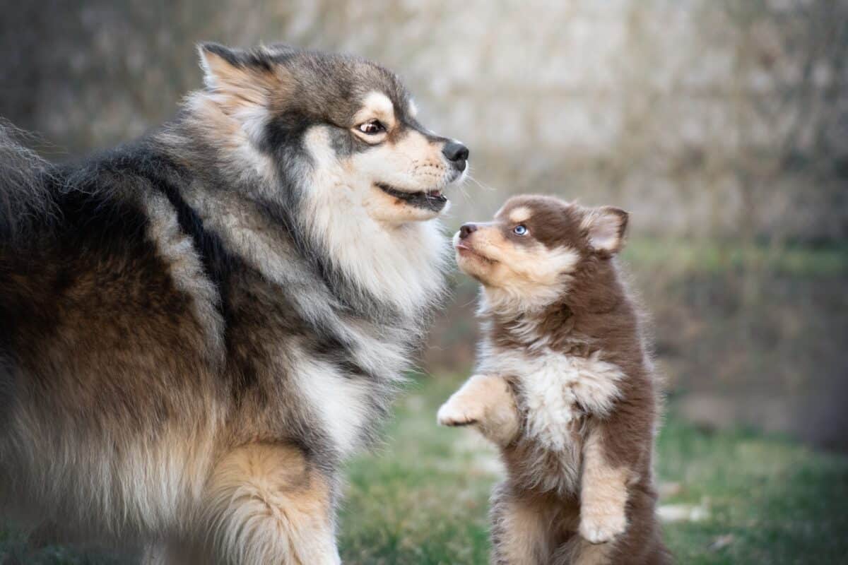 Chien et chiot Finnish Lapphund