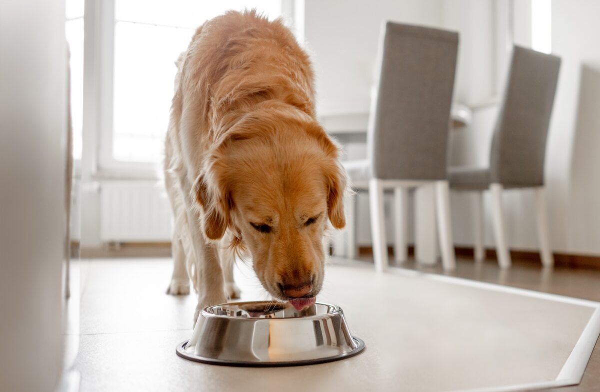 Un chien Golden Retriever mange dans un bol dans la cuisine